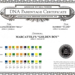 Golden Boy DNA Parentage Certificate