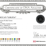 Rocca's Lolita Certificate Of DNA Analysis