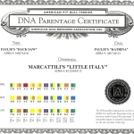 Marcattili's Little Italy DNA Parentage Certificate