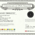 Paulie's Bridgette Certificate Of DNA Analysis