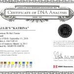 Paulie's Katrina Certificate Of DNA Analysis
