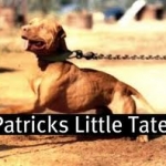 Patrick's Little Tater