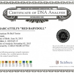 Central Coast Kennel's Red Babydoll Certificate DNA Analysis