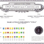 Marcattili's & Lombardo's Yuka DNA Parentage Certificate