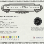 Bridgette Certificate Of DNA Analysis