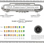 Central Coast Kennel's Domino DNA Parentage Certificate