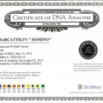 Central Coast Kennel's Domino Certificate DNA Analysis
