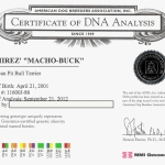 Gr. Ch Machobuck R.O.M Certificate Of DNA Analysis