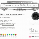 Rbjbtknl's Machabear Prime Certificate Of DNA Analysis