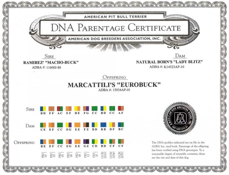 Central Coast Kennel's Eurobuck DNA Parentage Certificate