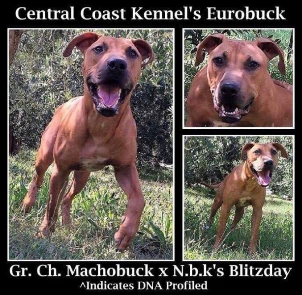 Central Coast Kennel's Eurobuck