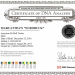 Central Coast Kennel's Eurobuck Certificate Of DNA Analysis