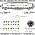 Central Coast Kennel's Eurobuck DNA Parentage Certificate