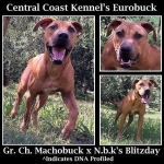 Central Coast Kennel's Eurobuck