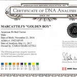 Golden Boy Certificate Of DNA Analysis