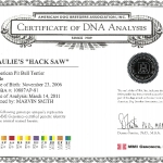 Paulie's Hack Saw Certificate Of DNA Analysis