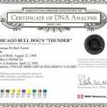 Chicago BullDod's Thunder Certificate Of DNA Analysis