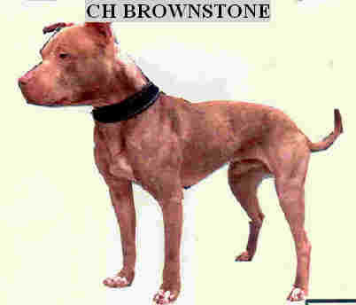 ch-jr-dog's-brownstone-4xw