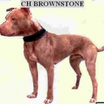 ch-jr-dog's-brownstone-4xw