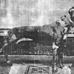 John Mc Donald Grip (Gas House Dog) 1910