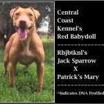 Central Coast Kennel's Red Babydoll