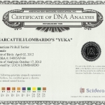 Marcattili's & Lombardo's Yuka Certificate Of DNA Analysis