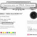 Miss Machobuck Certificate Of DNA  Analysis