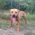 Central Coast Kennel’s Doomsday (Frozen Semen Available)