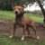 Central Coast Kennel’s Domino (Frozen Semen Available)