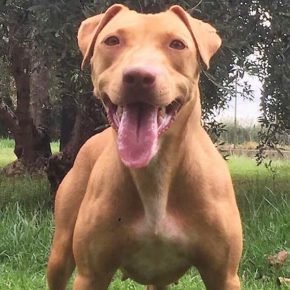 Central Coast Kennel's Red Babydoll