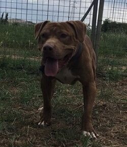Central Coast Kennel's Wrangler (Frozen Semen Available)
