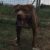 Central Coast Kennel’s Wrangler (Frozen Semen Available)