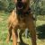 Central Coast Kennel’s Eurobuck (Frozen Semen Available)