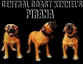 Central Coast Kennel's Pirana